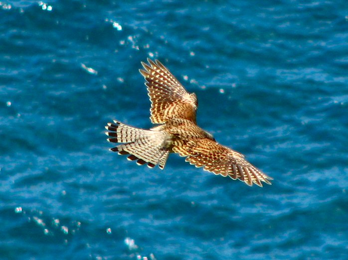 Kestrel - Glebe Cliffs