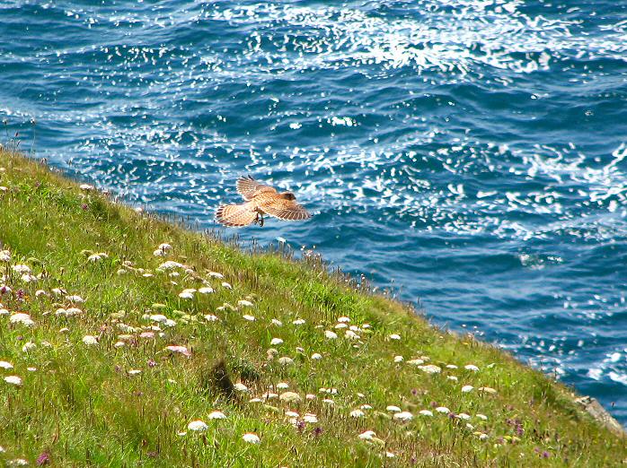 Kestrel - Glebe Cliffs