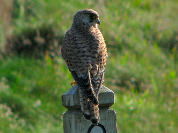 Kestrel - Glebe Cliffs