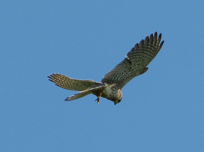 Kestrel - Glebe Cliffs