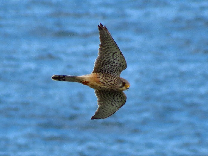 Kestrel - Rame Head