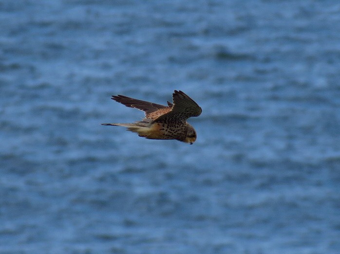 Kestrel - Rame Head