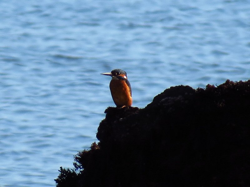 Kingfisher