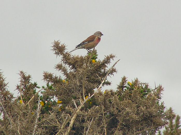 Linnet, Thurlestone