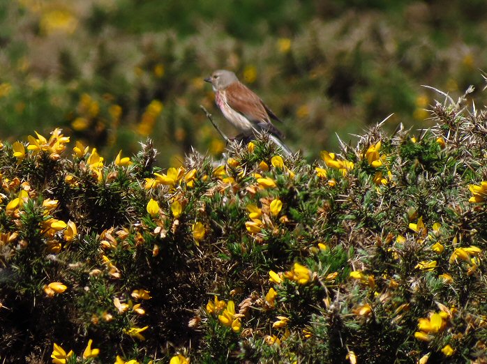 Linnet - Glebe Cliffs, N. Cornwall