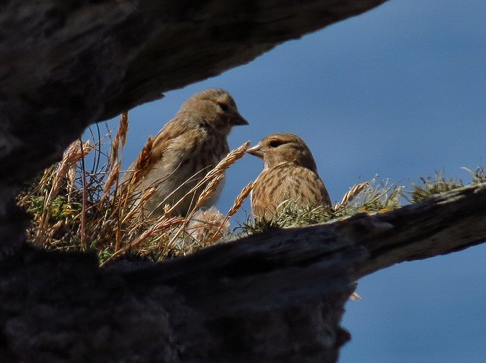 Linnet - Penhallic Point, N. Cornwall