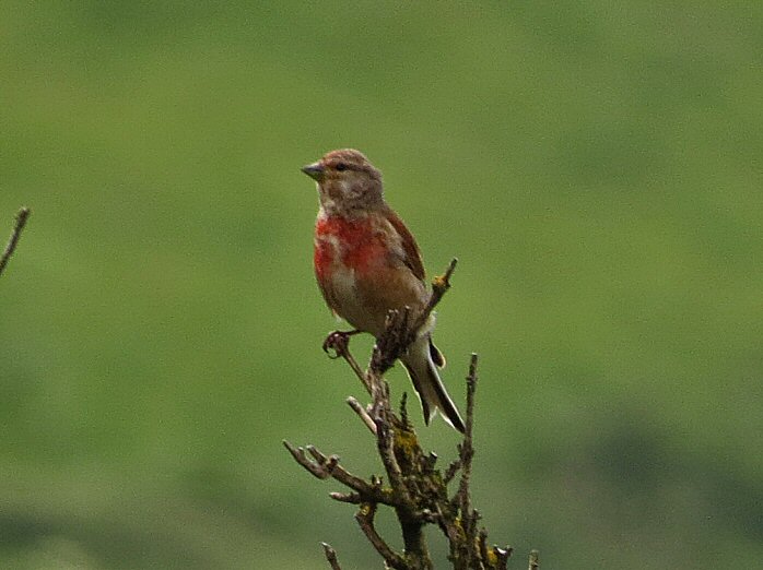 Linnet -Rame Head, E. Cornwall