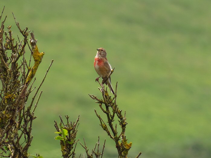 Linnet -Rame Head, E. Cornwall