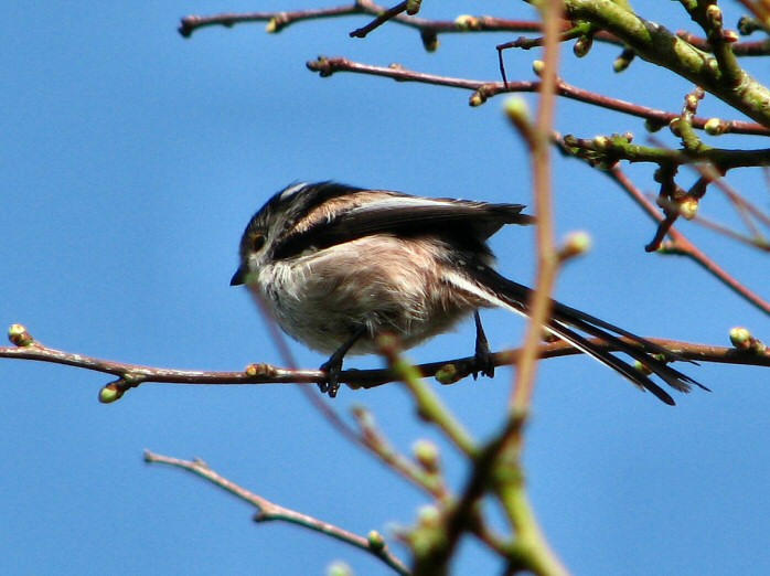 Long-tailed Tit