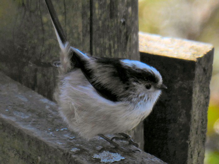 Long-tailed Tit