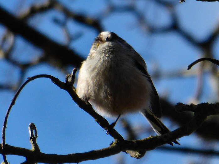 Long-tailed Tit