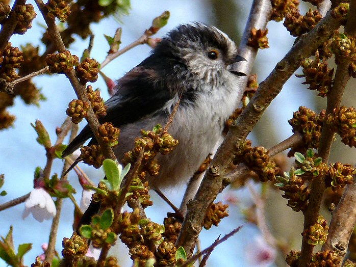 Long-tailed Tit