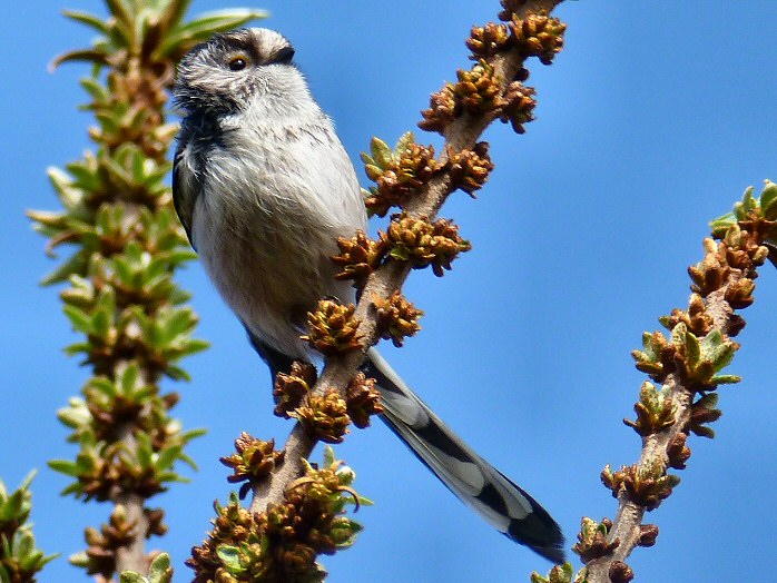 Long-tailed Tit