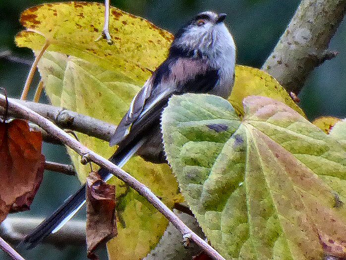 Long-tailed Tit