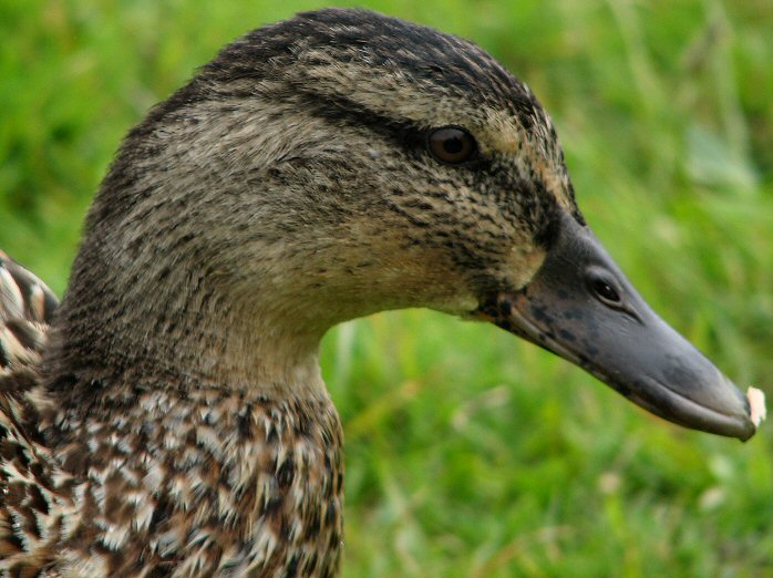 Mallards, Slapton Ley, Devon