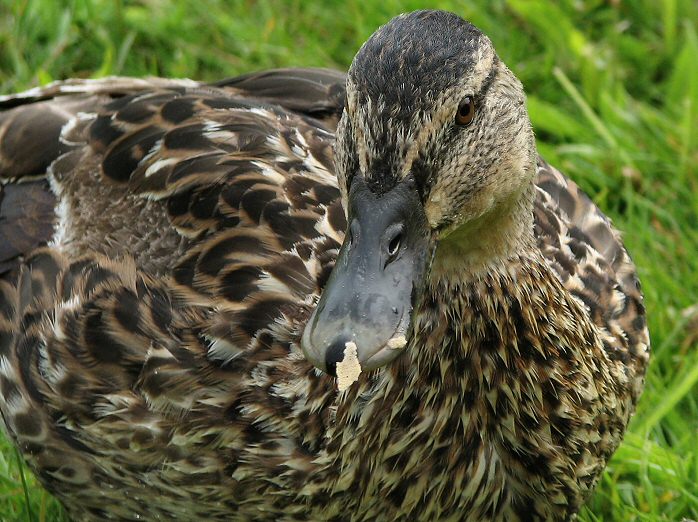 Mallards, Slapton Ley, Devon