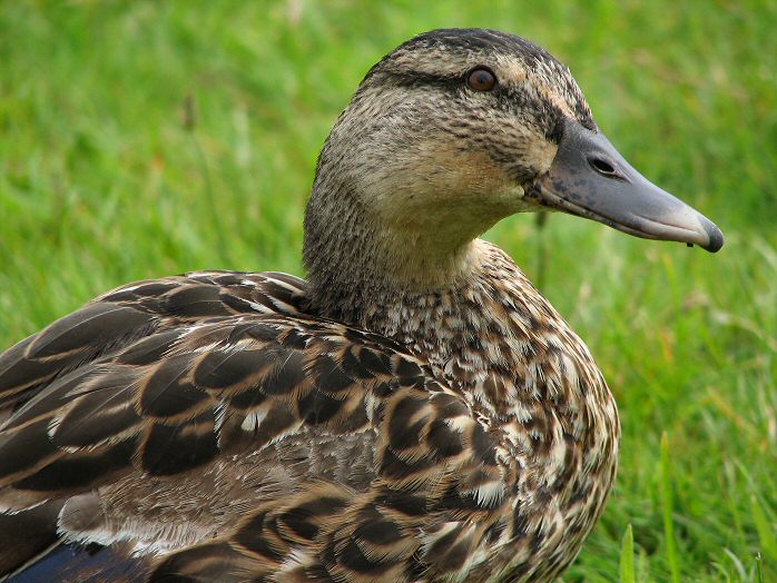 Mallards, Slapton Ley, Devon