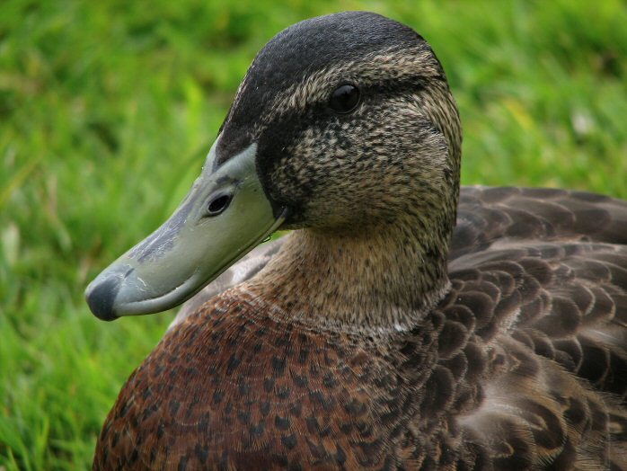 Mallards, Slapton Ley, Devon