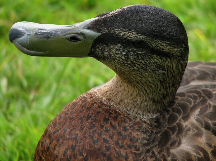 Mallards, Slapton Ley, Devon