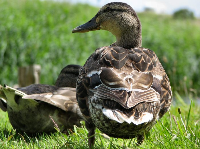 Mallards, Slapton Ley, Devon