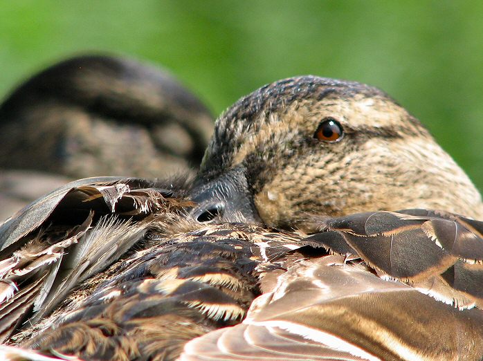 Mallards, Slapton Ley, Devon