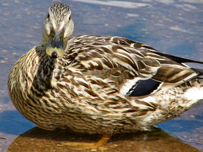 Mallards, Slapton Ley, Devon