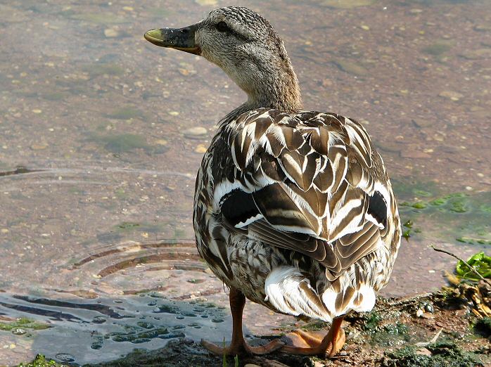 Mallards, Slapton Ley, Devon