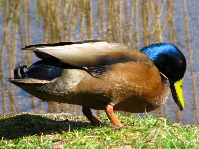 Mallards, Slapton Ley, Devon