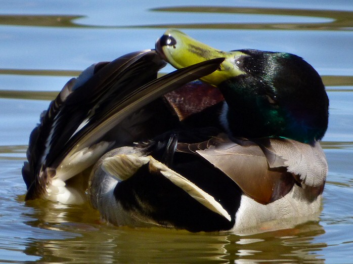 Mallards, Stover Park, Devon