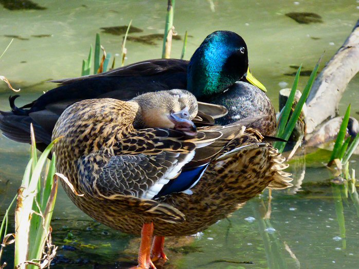 Mallards, Stover Park, Devon