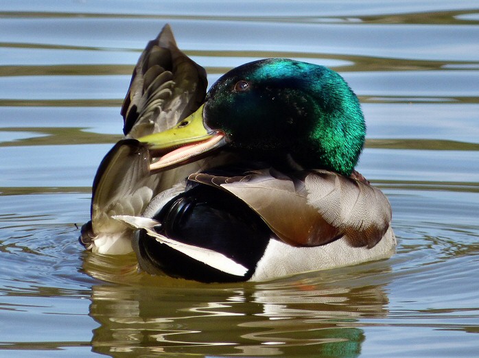 Mallards, Stover Park, Devon