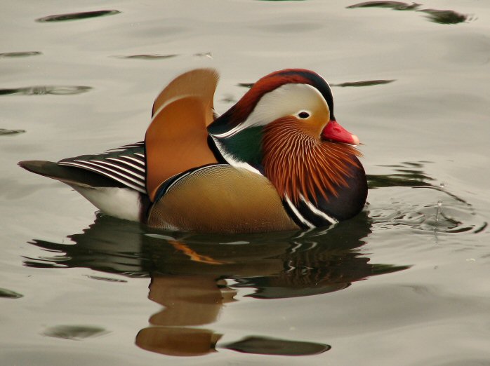 Mandarin Duck, Saltram, River Plym, Devon