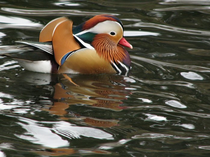 Mandarin Duck, Saltram, River Plym, Devon