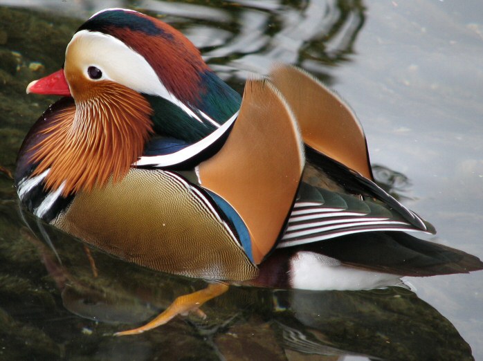 Mandarin Duck, Saltram, River Plym, Devon