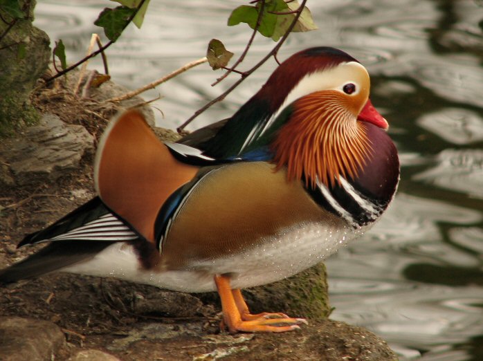 Mandarin Duck, Saltram, River Plym, Devon