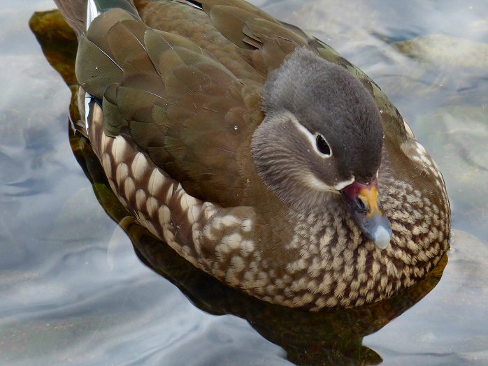 Mandarin Duck, Saltram, River Plym, Devon