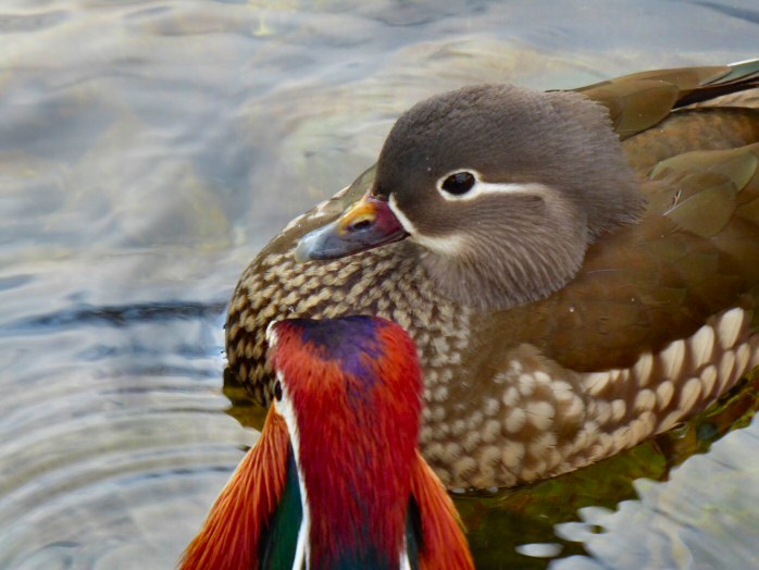 Mandarin Duck, Saltram, River Plym, Devon