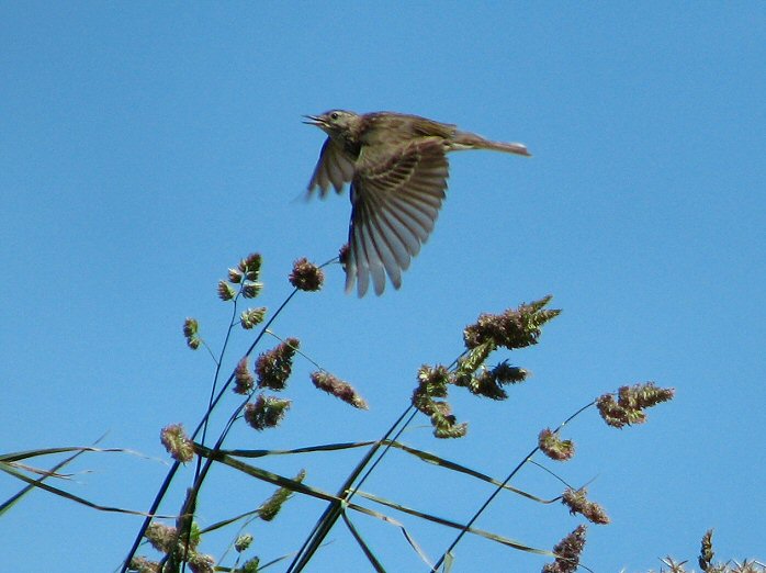 Meadow Pipit, Glebe Cliffs, North Cornwall