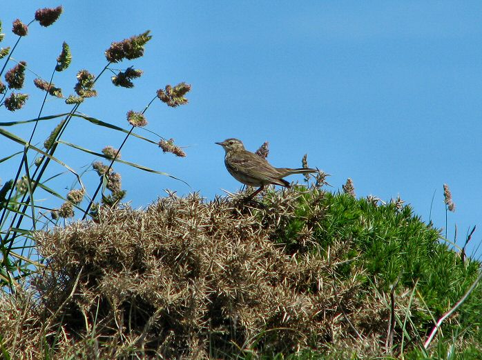 Meadow Pipit - Glebe Cliffs