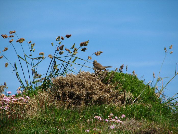 Meadow Pipit, Glebe Cliffs, North Cornwall