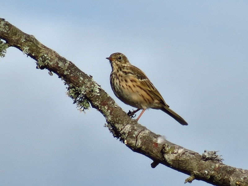 Meadow Pipit, Dartmoor