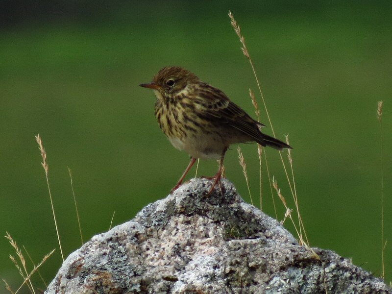 Meadow Pipit, Dartmoor