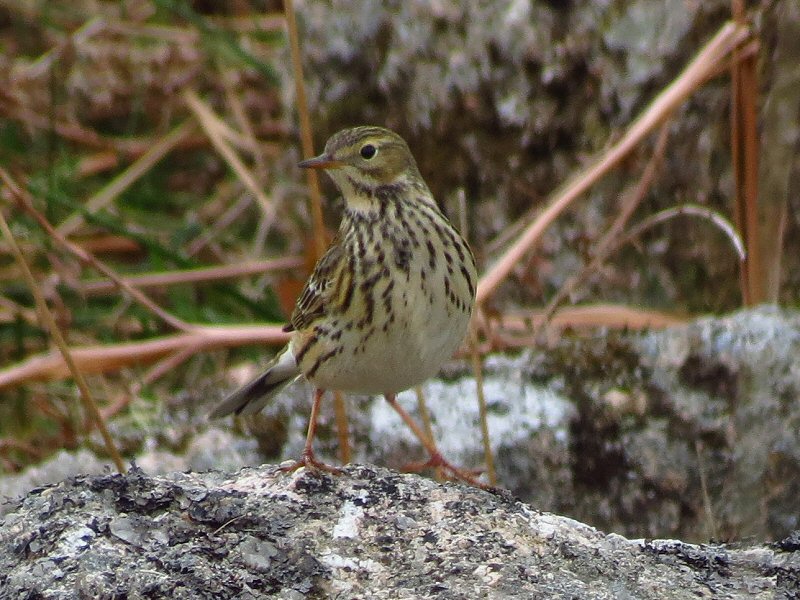 Meadow Pipit, Dartmoor