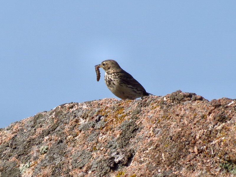 Meadow Pipit, Dartmoor