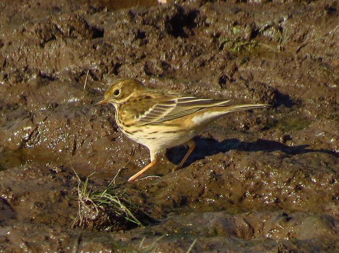 Meadow Pipit - Dartmoor