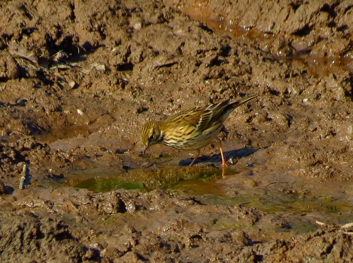 Meadow Pipit - Dartmoor