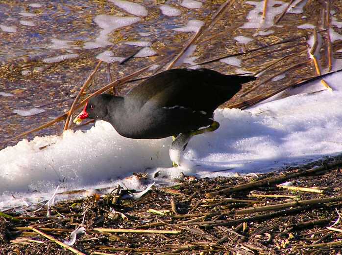 Moorhen, Slapton Ley, Devon