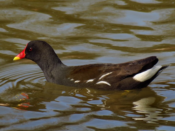 Moorhen, Stover Park, Devon