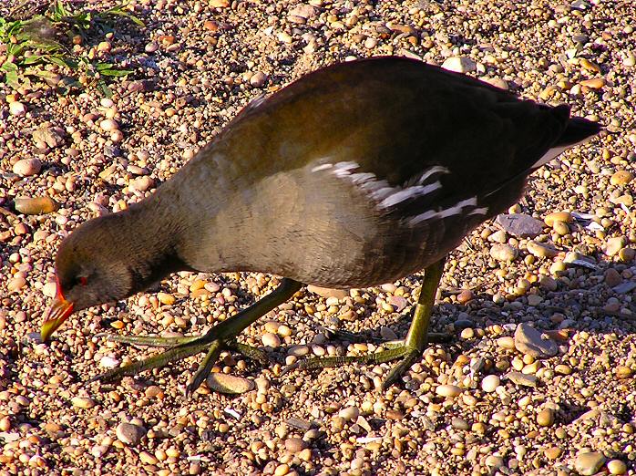 Moorhen, Slapton Ley, Devon