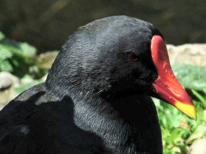 Moorhen, Saltram, Devon